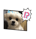 らんまるちゃん。（個別スタンプ：8）