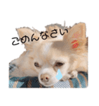 ココクレ✩スタンプ（個別スタンプ：11）