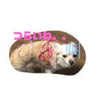 吉之助ときなこ0515（個別スタンプ：7）