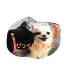 吉之助ときなこ0515（個別スタンプ：8）