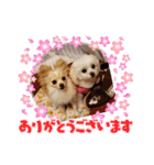 LUNA＆SEAちゃん母の日とコロナ禍の会話～！！（個別スタンプ：1）