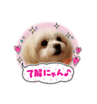 LUNA＆SEAちゃん母の日とコロナ禍の会話～！！（個別スタンプ：5）