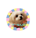 LUNA＆SEAちゃん母の日とコロナ禍の会話～！！（個別スタンプ：7）