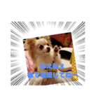 LUNA＆SEAちゃん母の日とコロナ禍の会話～！！（個別スタンプ：8）