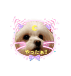 LUNA＆SEAちゃん母の日とコロナ禍の会話～！！（個別スタンプ：13）