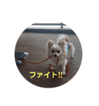 LUNA＆SEAちゃん母の日とコロナ禍の会話～！！（個別スタンプ：17）