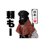 黒ラブ バディ ③（個別スタンプ：13）