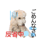 レイクランドテリアのスタンプ！日常編♡（個別スタンプ：5）