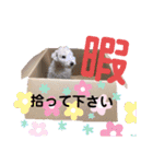 レイクランドテリアのスタンプ！日常編♡（個別スタンプ：6）