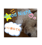 レイクランドテリアのスタンプ！日常編♡（個別スタンプ：7）