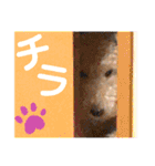 レイクランドテリアのスタンプ！日常編♡（個別スタンプ：11）