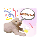 レイクランドテリアのスタンプ！日常編♡（個別スタンプ：19）