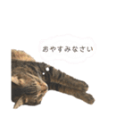 キキくんといっしょ（個別スタンプ：5）