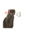 キキくんといっしょ（個別スタンプ：11）