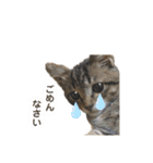 キキくんといっしょ（個別スタンプ：12）