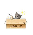 キキくんといっしょ（個別スタンプ：13）