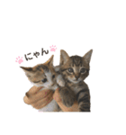 キキくんといっしょ（個別スタンプ：24）