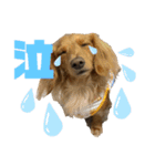 うにちゃんかるびちゃん（個別スタンプ：7）