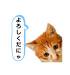 ねこゆきすたんぷ（個別スタンプ：2）