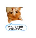 ねこゆきすたんぷ（個別スタンプ：5）