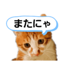 ねこゆきすたんぷ（個別スタンプ：9）