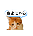 ねこゆきすたんぷ（個別スタンプ：10）