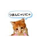 ねこゆきすたんぷ（個別スタンプ：11）