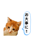 ねこゆきすたんぷ（個別スタンプ：18）