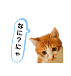 ねこゆきすたんぷ（個別スタンプ：20）