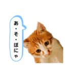 ねこゆきすたんぷ（個別スタンプ：21）