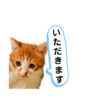 ねこゆきすたんぷ（個別スタンプ：22）