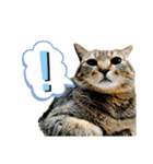 茶白とキジ猫のかわいい敬語スタンプ40個（個別スタンプ：20）