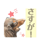 僕、ミニチュアダックスフンド2（個別スタンプ：8）