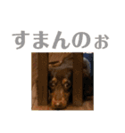 僕、ミニチュアダックスフンド2（個別スタンプ：10）
