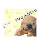 僕、ミニチュアダックスフンド2（個別スタンプ：12）