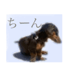 僕、ミニチュアダックスフンド2（個別スタンプ：18）