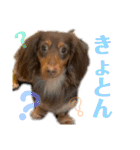 僕、ミニチュアダックスフンド2（個別スタンプ：19）