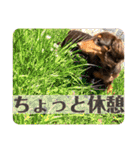 僕、ミニチュアダックスフンド2（個別スタンプ：25）