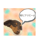 僕、ミニチュアダックスフンド2（個別スタンプ：32）
