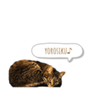 CONYAN.vo2（個別スタンプ：8）