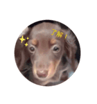 飼い犬のelle（個別スタンプ：1）