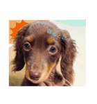 飼い犬のelle（個別スタンプ：2）