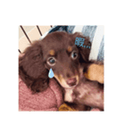 飼い犬のelle（個別スタンプ：3）