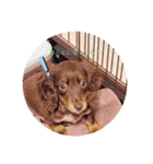 飼い犬のelle（個別スタンプ：6）