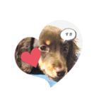 飼い犬のelle（個別スタンプ：8）