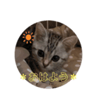 アメショのLUNA＆スコのNANA（個別スタンプ：1）