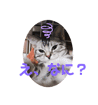 アメショのLUNA＆スコのNANA（個別スタンプ：3）