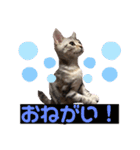 アメショのLUNA＆スコのNANA（個別スタンプ：6）