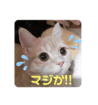 アメショのLUNA＆スコのNANA（個別スタンプ：7）