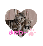 アメショのLUNA＆スコのNANA（個別スタンプ：14）